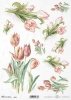 tulipan, kwiat, ogród, łąka, wiosna, R959, flower, garden, meadow, spring, Blume, Garten, Wiese, Frühling, flor, jardín, prado, primavera, tulipán, Tulpe, tulip 